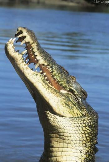 恐怖巨鳄:食人怪