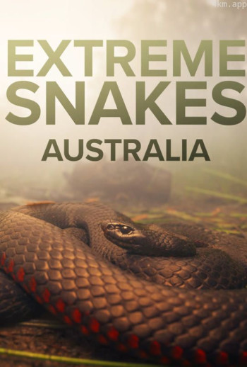 疯狂的蛇中文版