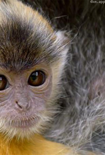 马来西亚翡翠群岛