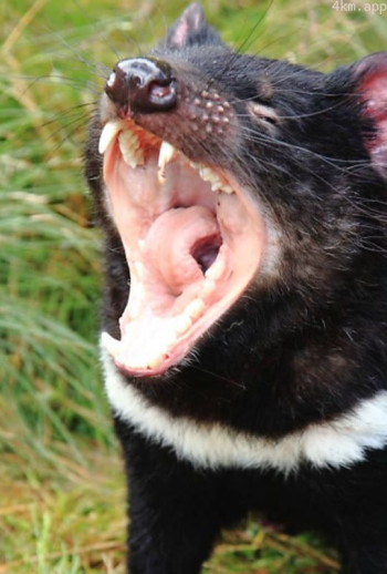 奇幻岛屿中文版