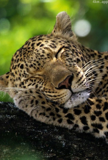 野生动物的睡眠