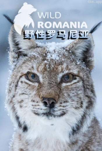 野性罗马尼亚普通话版