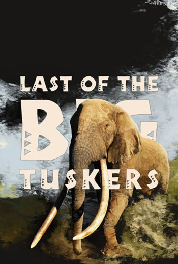 最后一只长牙象英文