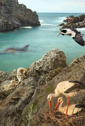 葡萄牙奇境普通话版