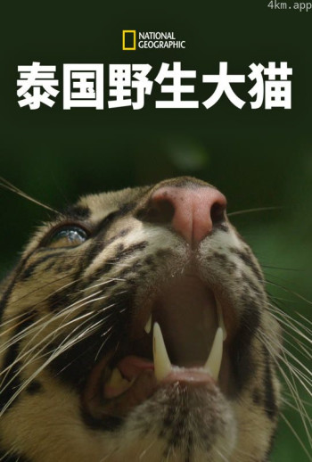 泰国野生大猫