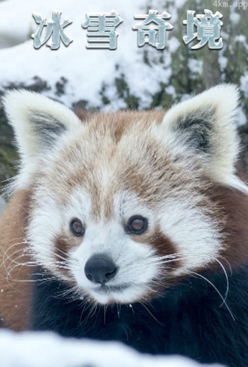 冰雪奇境普通话版
