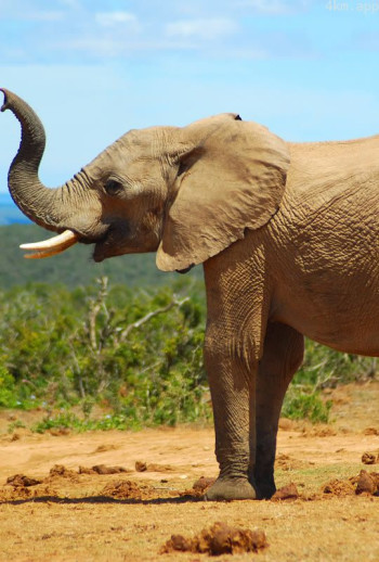 动物特种部队 第二季