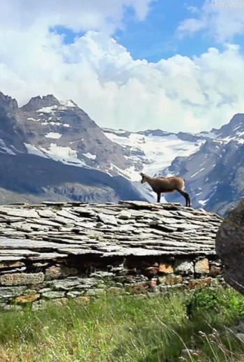 阿尔卑斯山上的访客