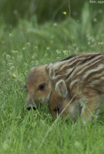 野猪——卷土重来 中文版