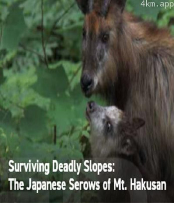 日本鬣羚生存日记