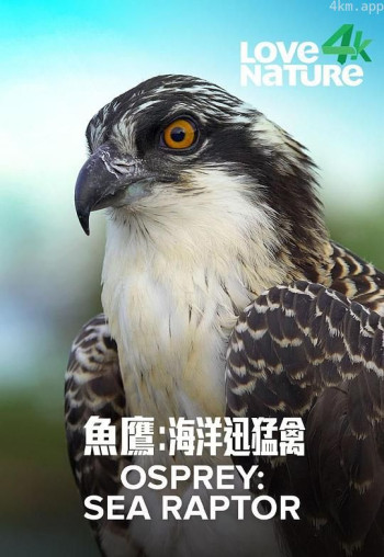 鱼鹰：海上猛禽