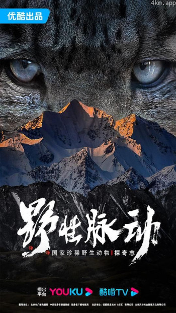 野性脉动 国家珍稀野生动物探奇志