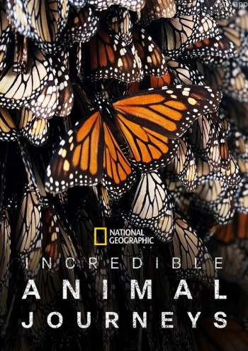 不可思议的动物之旅