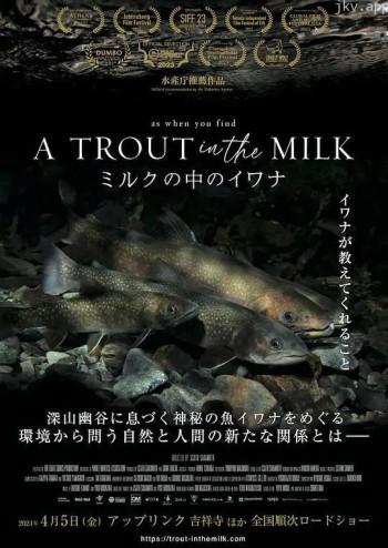 牛奶中的沙丁鱼