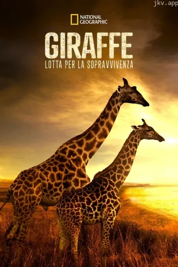 营救长颈鹿之漫漫归途