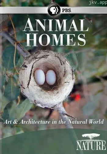 动物之家:鸟巢
