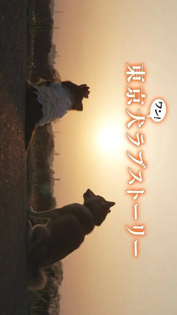 东京犬爱情故事