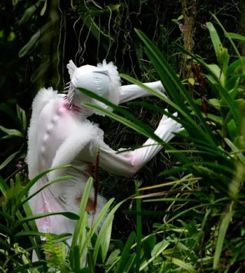 兰花如何思考：成为兰