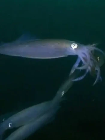 乌贼在一个晚上爱与死亡