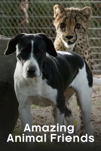 动物出生的奇妙过程 第一季