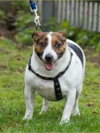 肥宠年度减肥大赛 第一季