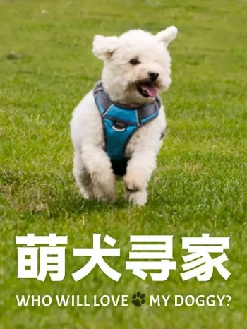 萌犬寻家 第一季