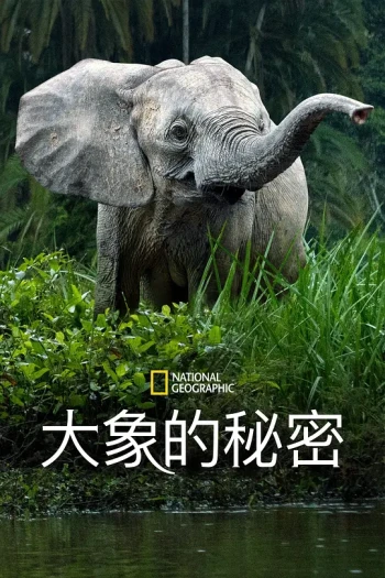 大象的秘密