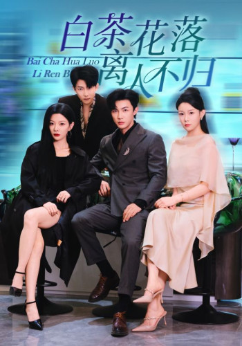 白茶花落离人不归